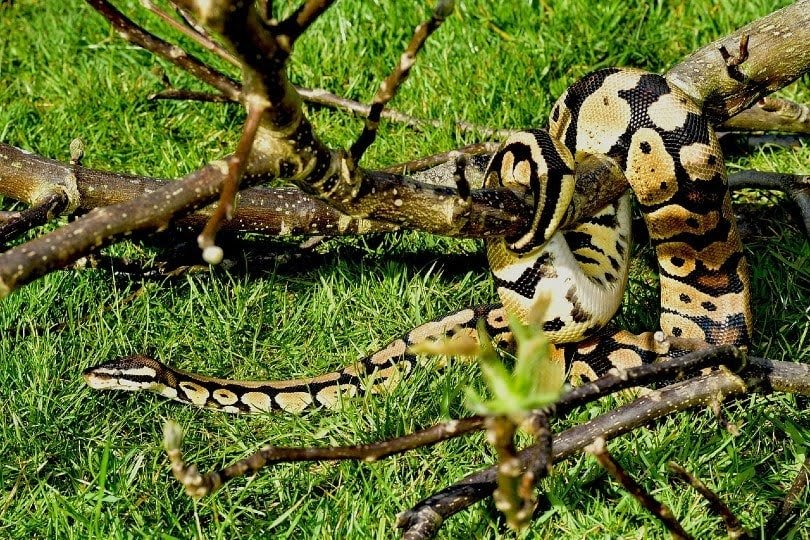 Enchi Ball Python Morph