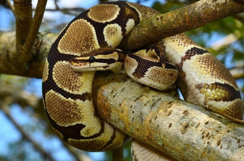 Fire Ball Python Morph