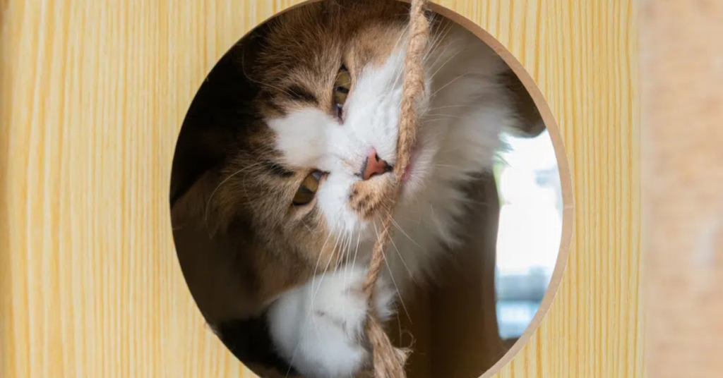 Medical Conditions of pica in cats