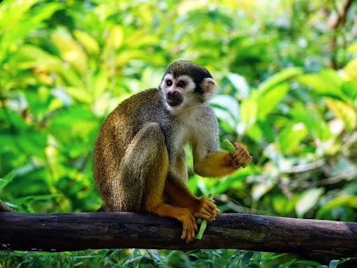 Monkeys-as-Pets