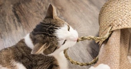Pica in Cats